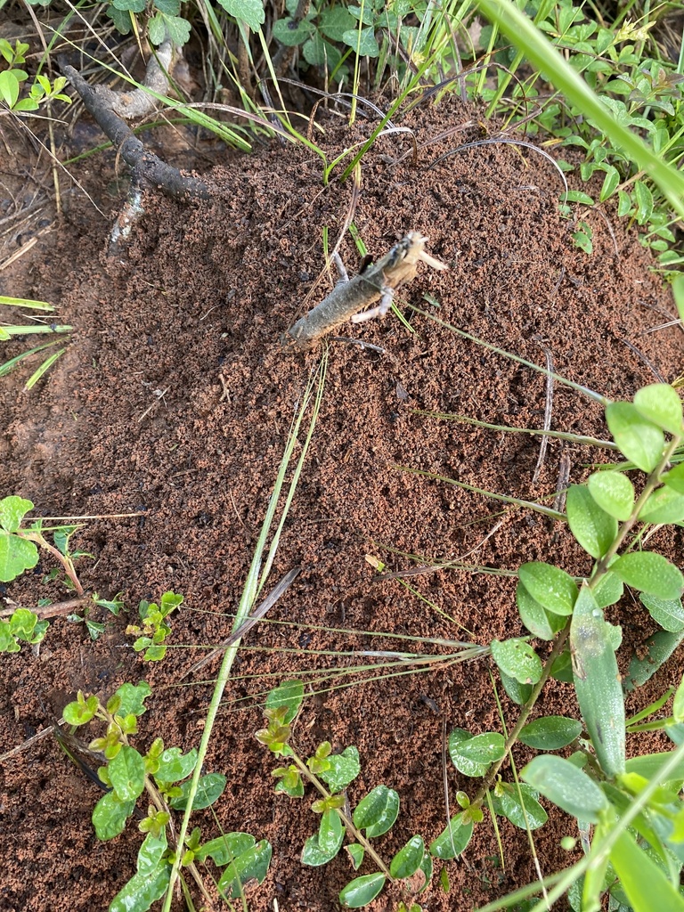 Red Imported Fire Ant From Buffalo Rd, Fort Worth, Tx, Us On May 03 