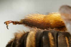 Svastra obliqua obliqua