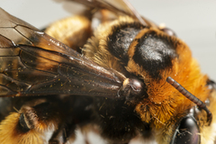 Svastra obliqua obliqua