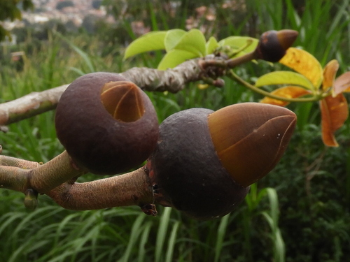 Pseudobombax septenatum (Jacq.) Dugand
