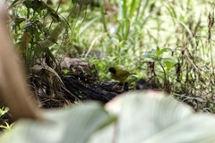 Geothlypis semiflava