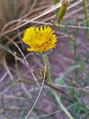 Hysterionica jasionoides