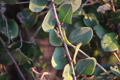 Capparis spinosa