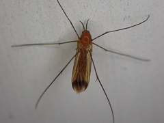 Keroplatus