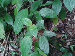 Miconia crenata