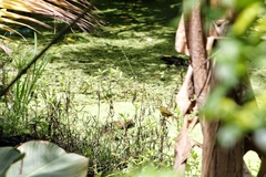 Geothlypis semiflava