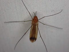Keroplatus