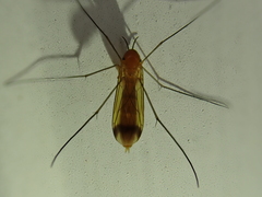 Keroplatus