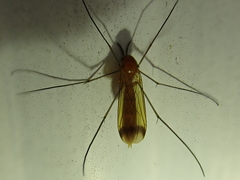 Keroplatus