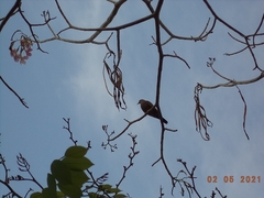 Columbina talpacoti
