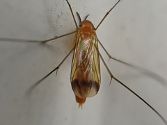 Keroplatus