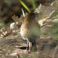 Catharus occidentalis