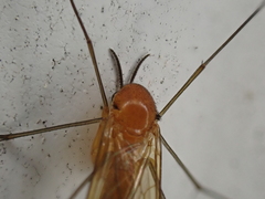 Keroplatus