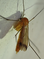Keroplatus