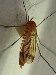 Keroplatus