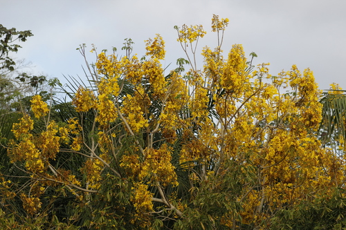 Roseodendron donnell-smithii - Leaves