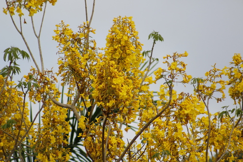 Roseodendron donnell-smithii - Whole tree