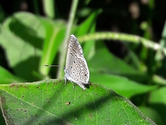 Hemiargus hanno hanno