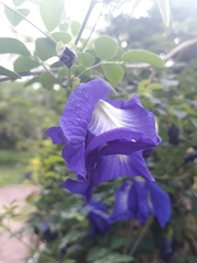 Angiospermae