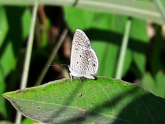 Hemiargus hanno hanno