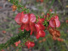 Dodonaea crucifolia