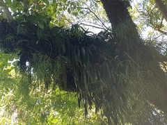 Bromeliaceae