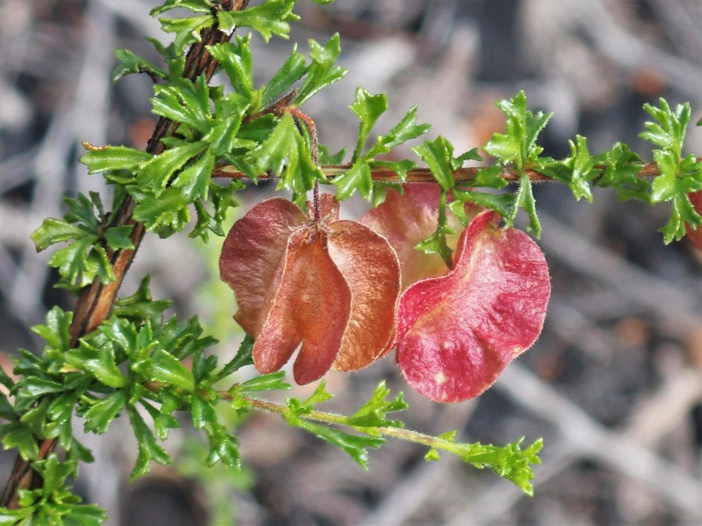 cross-leaved dodonaea