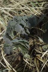 Thalictrum venulosum