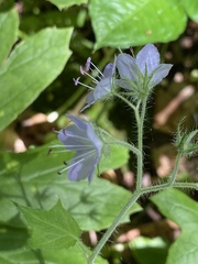 Phacelia dubia