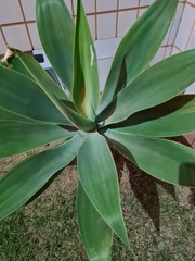 Agave mitis