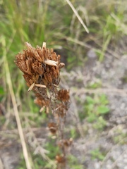 Tagetes terniflora