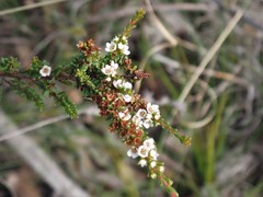 Baeckea diosmifolia