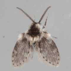 Lepiseodina conspicua
