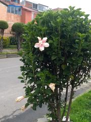 Hibiscus rosa-sinensis