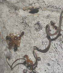 Formicidae