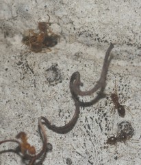 Formicidae