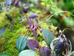 Trichosalpinx pringlei