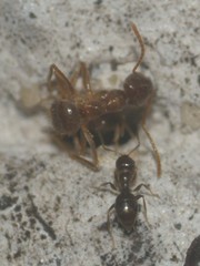 Formicidae
