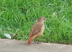 Furnarius rufus