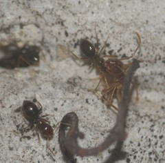 Formicidae