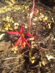 Sprekelia