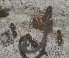 Formicidae