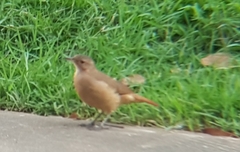Furnarius rufus