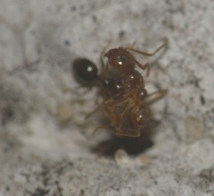 Formicidae