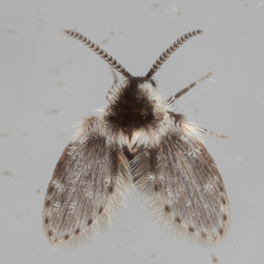Lepiseodina conspicua