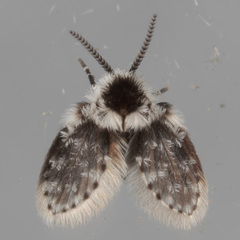 Lepiseodina conspicua
