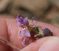 Streptanthus callistus
