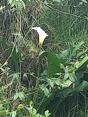 Zantedeschia aethiopica
