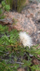 Dolichlasium lagascae