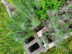 Lavandula angustifolia